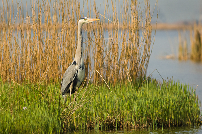 Blauwe reiger